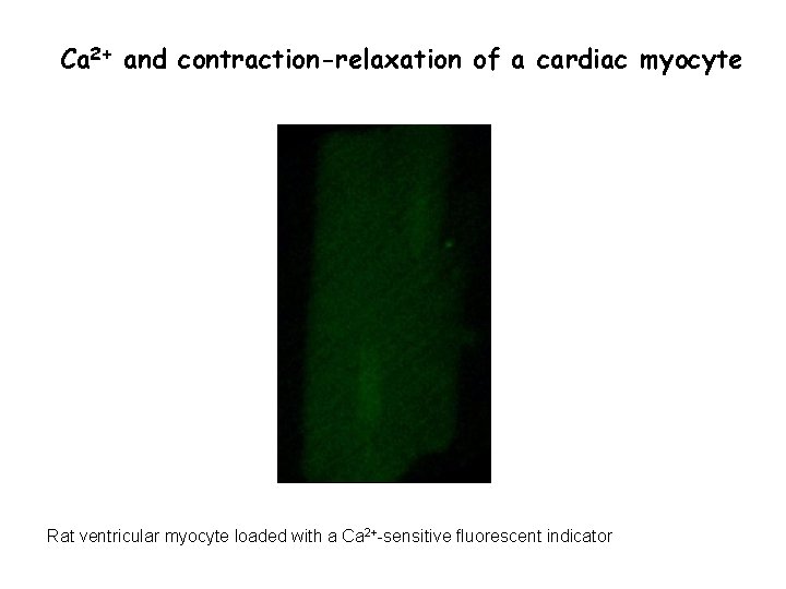 Ca 2+ and contraction-relaxation of a cardiac myocyte Rat ventricular myocyte loaded with a