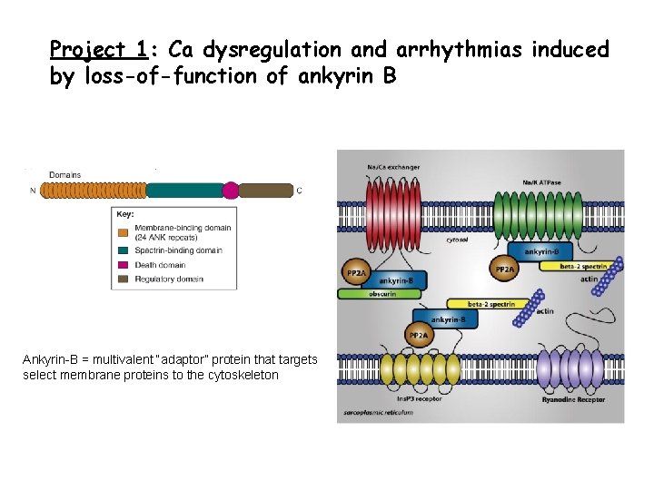 Project 1: Ca dysregulation and arrhythmias induced by loss-of-function of ankyrin B Ankyrin-B =