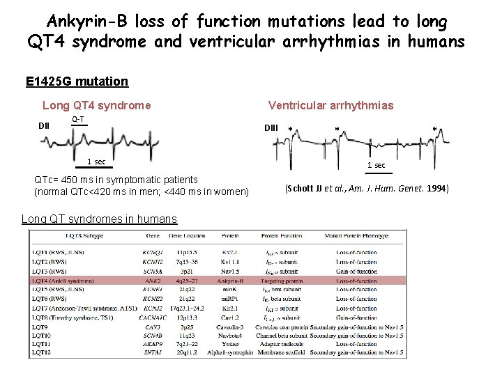 Ankyrin-B loss of function mutations lead to long QT 4 syndrome and ventricular arrhythmias