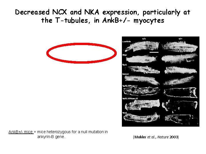 Decreased NCX and NKA expression, particularly at the T-tubules, in Ank. B+/- myocytes Ank. Decreased NCX and NKA expression, particularly at the T-tubules, in Ank. B+/- myocytes Ank.