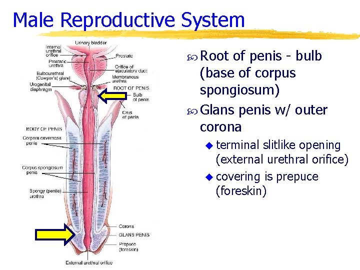 Male Reproductive System Root of penis - bulb (base of corpus spongiosum) Glans penis Male Reproductive System Root of penis - bulb (base of corpus spongiosum) Glans penis