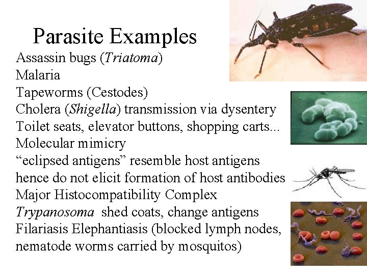 Parasite Examples Assassin bugs (Triatoma) Malaria Tapeworms (Cestodes) Cholera (Shigella) transmission via dysentery Toilet