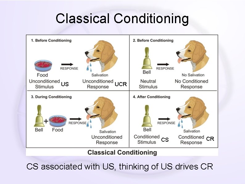 Classical Conditioning US UCR CS associated with US, thinking of US drives CR 