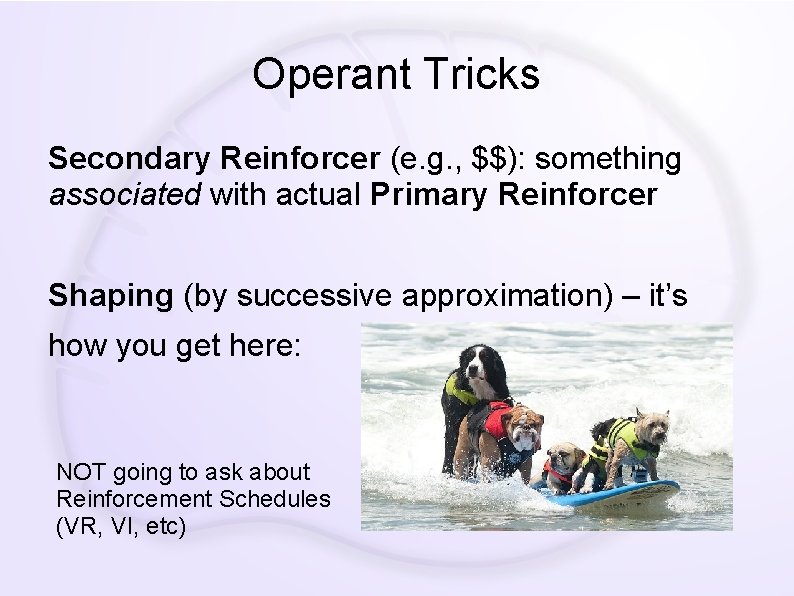 Operant Tricks Secondary Reinforcer (e. g. , $$): something associated with actual Primary Reinforcer