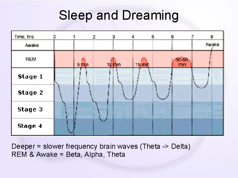 Sleep and Dreaming Deeper = slower frequency brain waves (Theta -> Delta) REM &