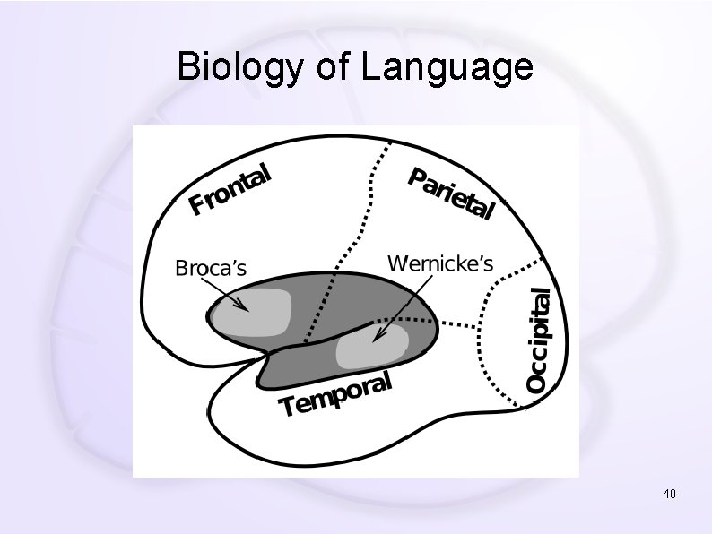 Biology of Language 40 