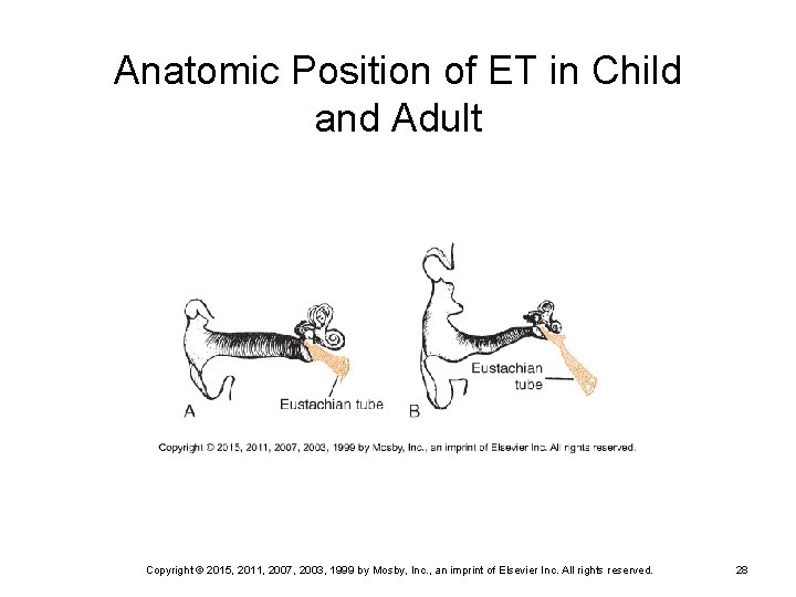 Anatomic Position of ET in Child and Adult Copyright © 2015, 2011, 2007, 2003,