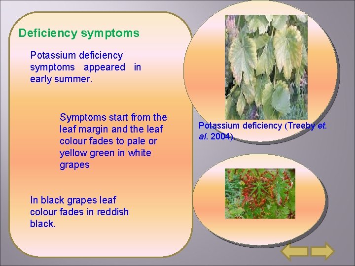 Deficiency symptoms Potassium deficiency symptoms appeared in early summer. Symptoms start from the leaf