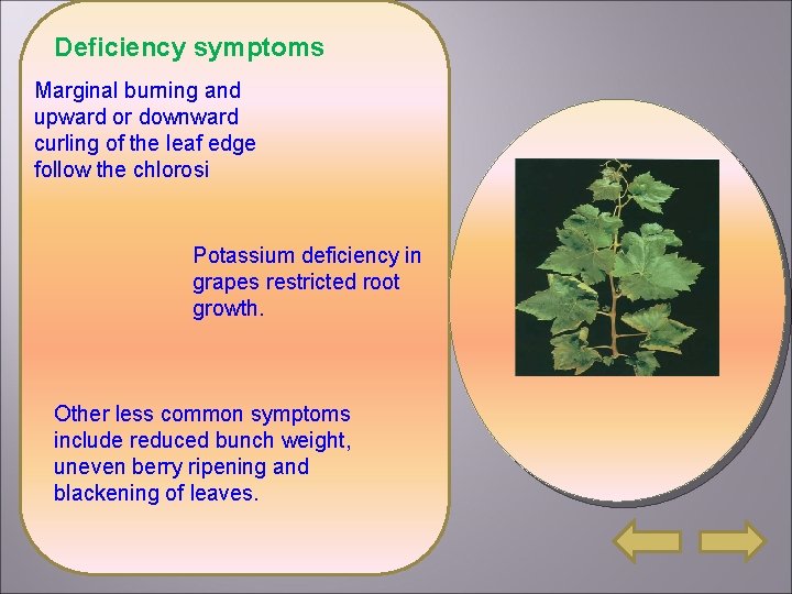 Deficiency symptoms Marginal burning and upward or downward curling of the leaf edge follow