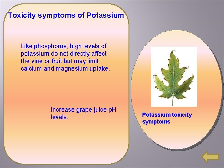 Toxicity symptoms of Potassium Like phosphorus, high levels of potassium do not directly affect