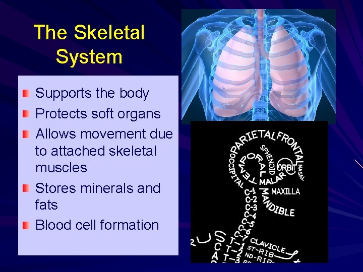 The Skeletal System Supports the body Protects soft organs Allows movement due to attached