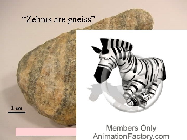 “Zebras are gneiss” 