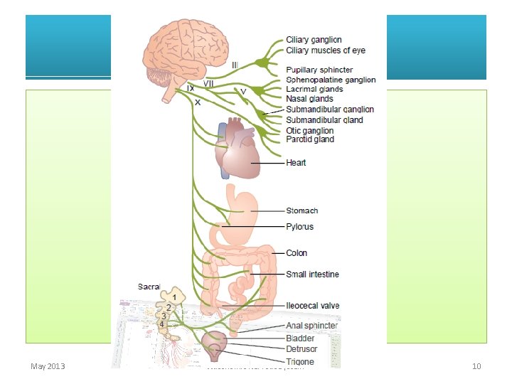 May 2013 Autonomic Nervous System 10 