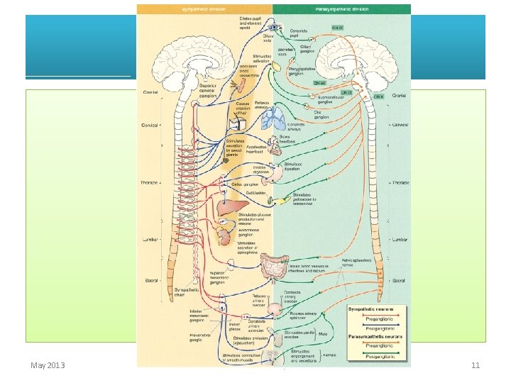 May 2013 Autonomic Nervous System 11 