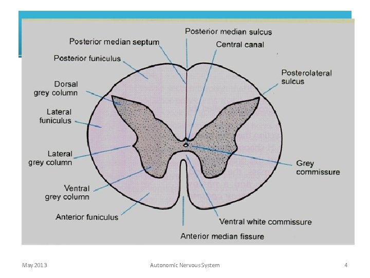 May 2013 Autonomic Nervous System 4 