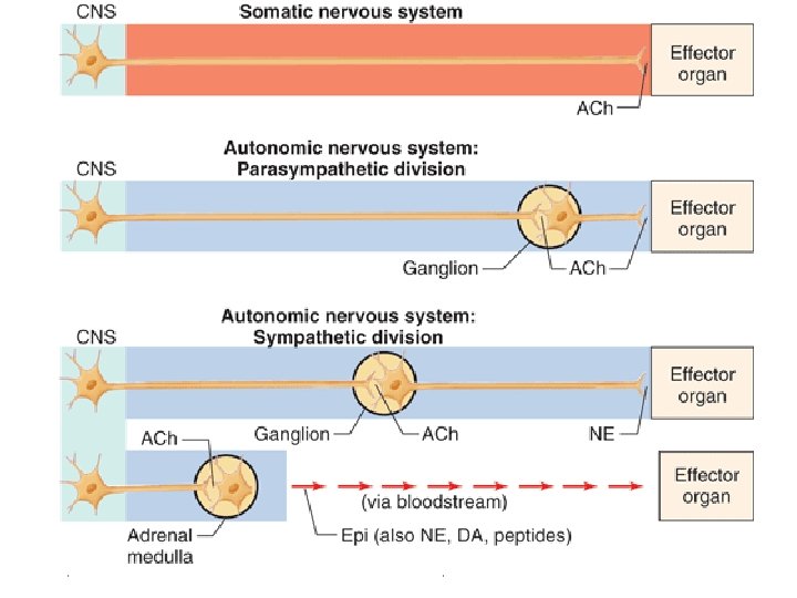 May 2013 Autonomic Nervous System 6 