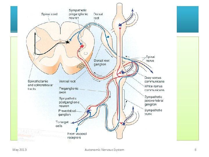 May 2013 Autonomic Nervous System 8 