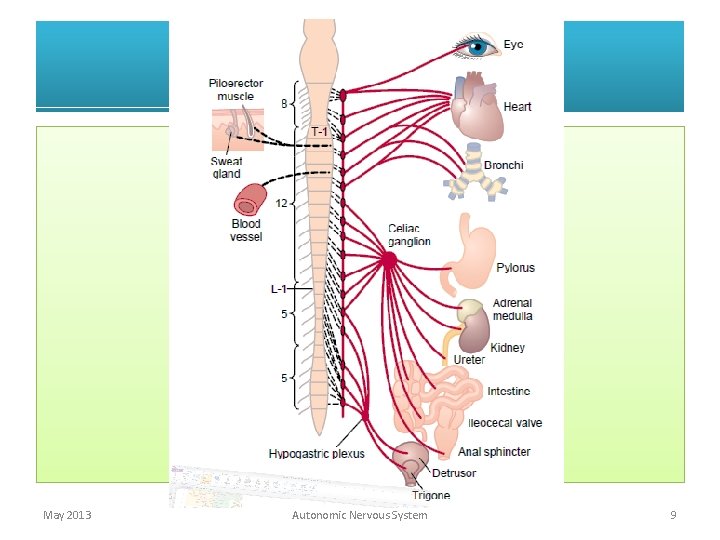 May 2013 Autonomic Nervous System 9 