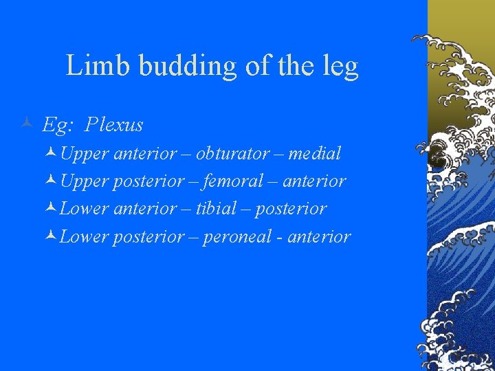 Limb budding of the leg © Eg: Plexus ©Upper anterior – obturator – medial