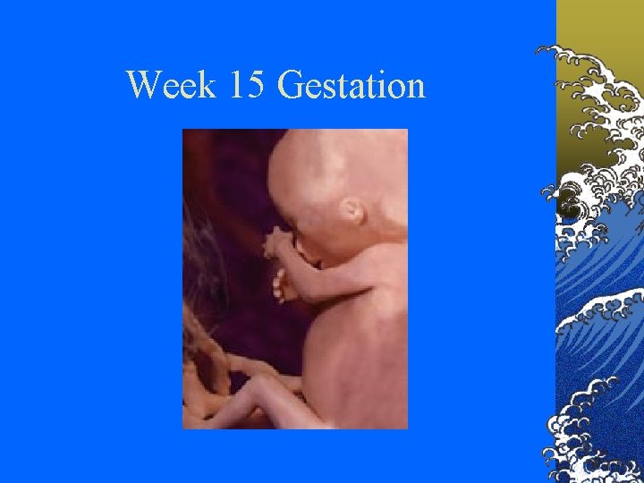 Week 15 Gestation 