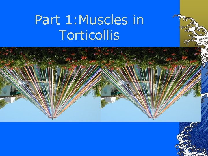 Part 1: Muscles in Torticollis 