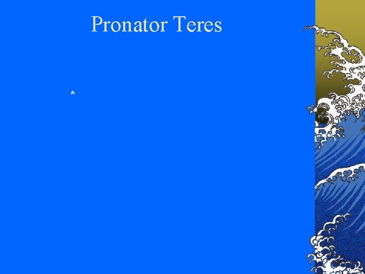 Pronator Teres * 