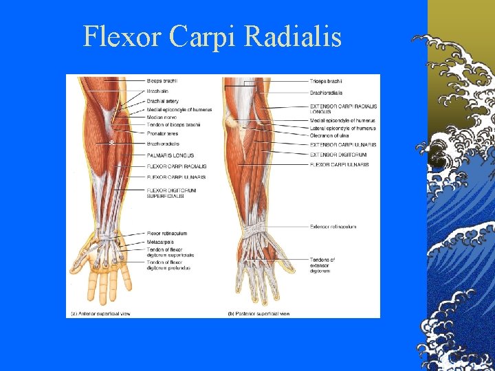 Flexor Carpi Radialis * 