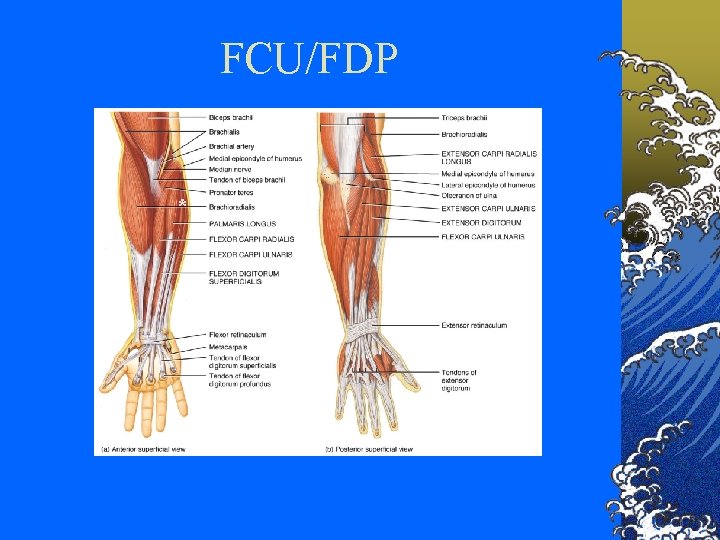 FCU/FDP * 