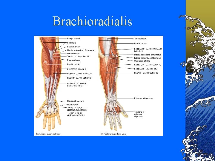 Brachioradialis * * 