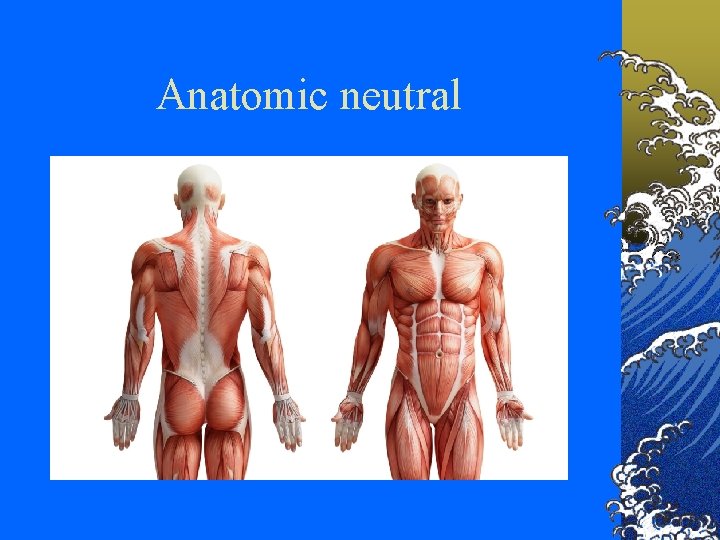 Anatomic neutral 