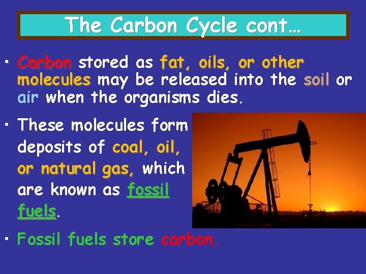 The Carbon Cycle cont… • Carbon stored as fat, oils, or other molecules may