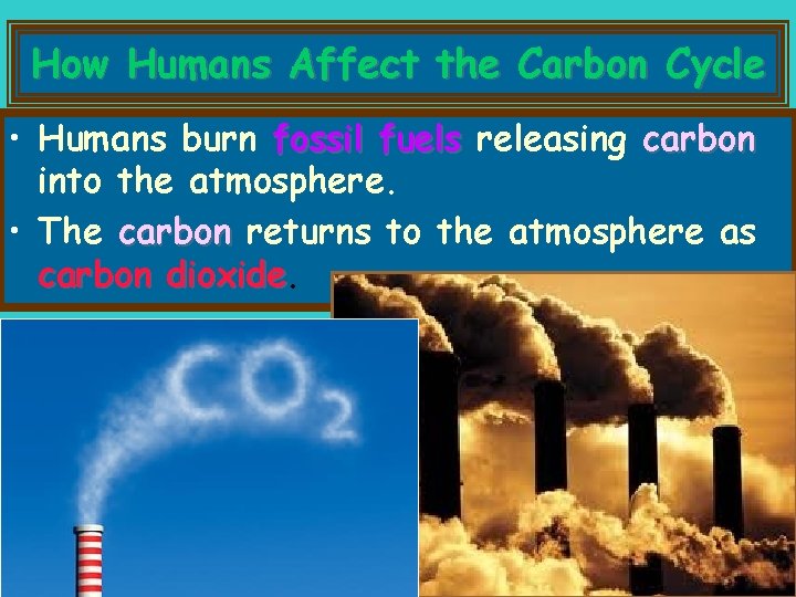 How Humans Affect the Carbon Cycle • Humans burn fossil fuels releasing carbon into
