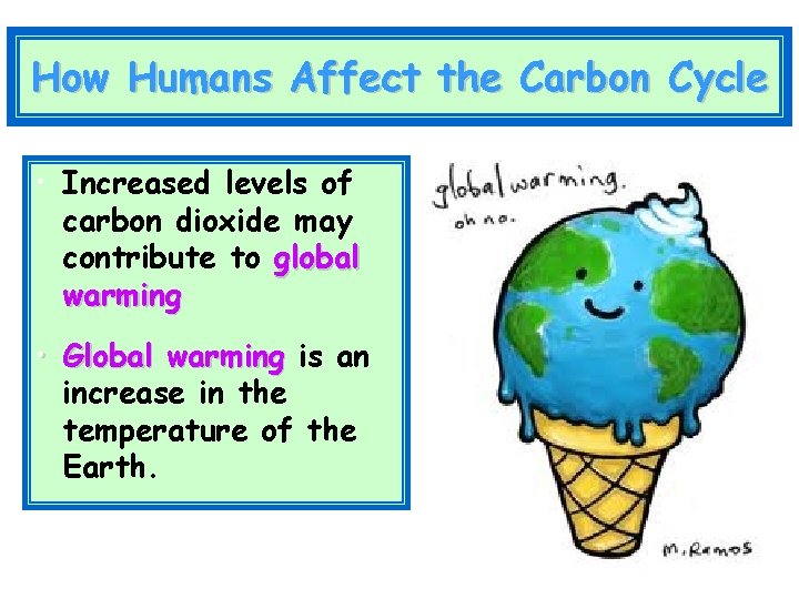 How Humans Affect the Carbon Cycle • Increased levels of carbon dioxide may contribute