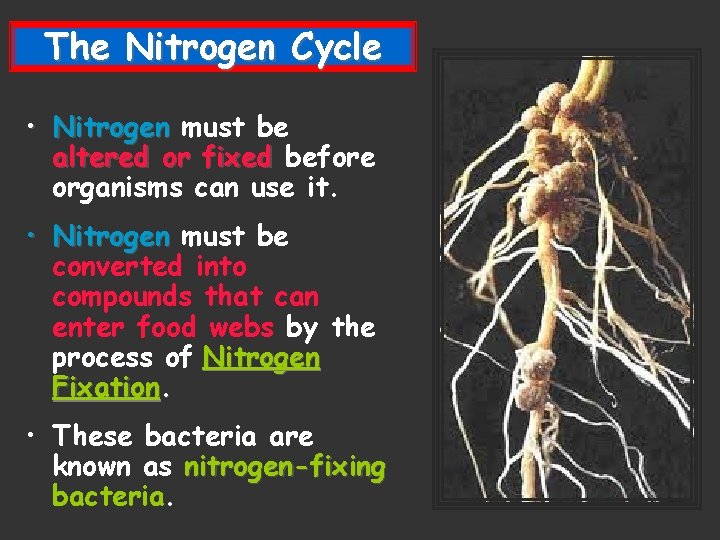 The Nitrogen Cycle • Nitrogen must be altered or fixed before organisms can use