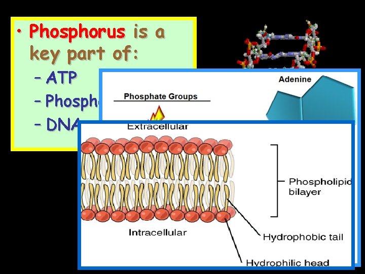  • Phosphorus is a key part of: – ATP – Phospholipids – DNA