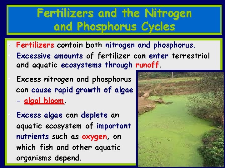 Fertilizers and the Nitrogen and Phosphorus Cycles • Fertilizers contain both nitrogen and phosphorus.