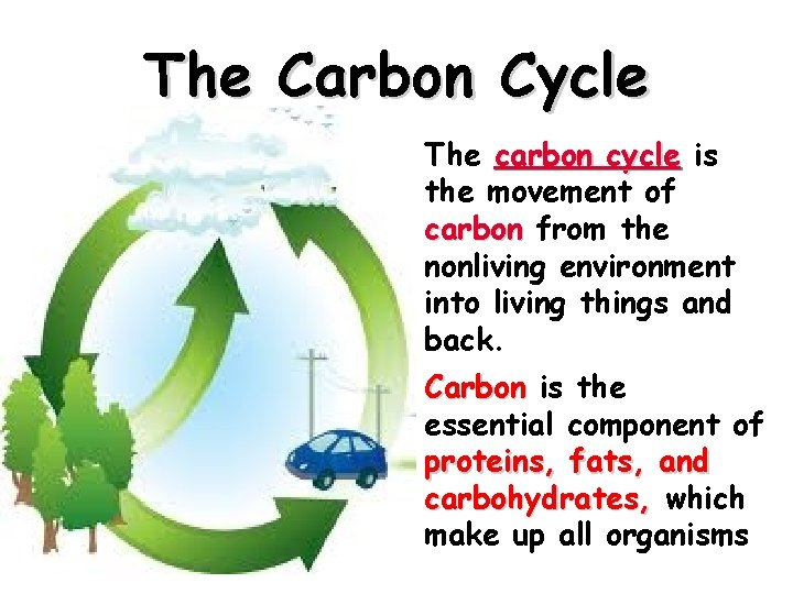The Carbon Cycle • . The carbon cycle is the movement of carbon from