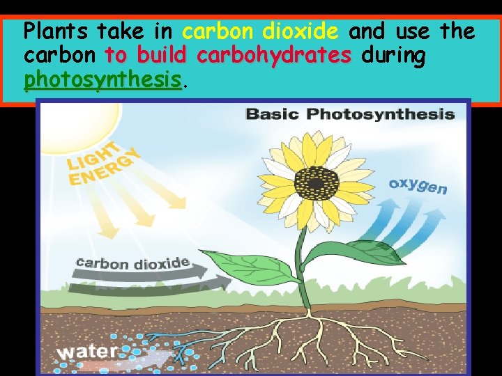 Plants take in carbon dioxide and use the carbon to build carbohydrates during photosynthesis
