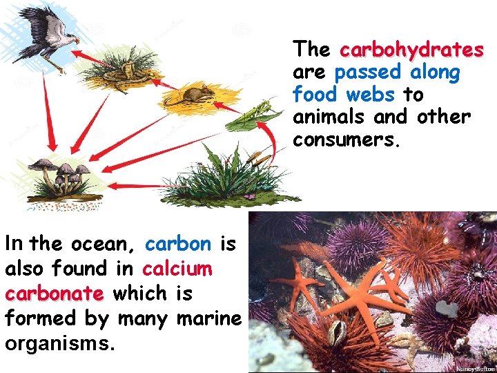 The carbohydrates are passed along food webs to animals and other consumers. In the
