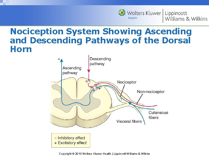 Nociception System Showing Ascending and Descending Pathways of the Dorsal Horn Copyright © 2010