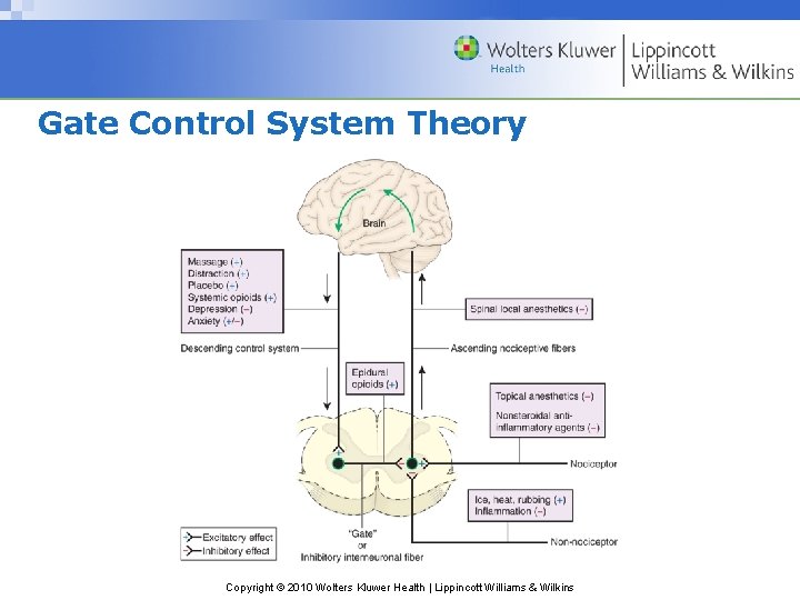 Gate Control System Theory Copyright © 2010 Wolters Kluwer Health | Lippincott Williams &