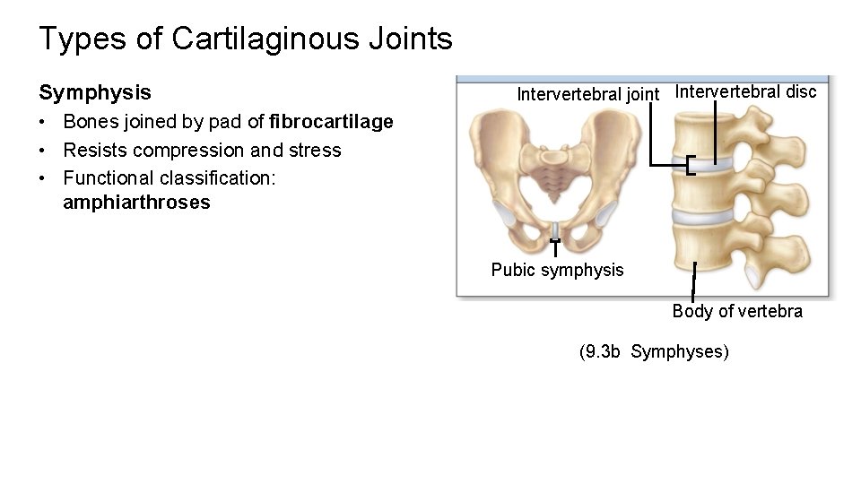 Types of Cartilaginous Joints Symphysis Intervertebral joint Intervertebral disc • Bones joined by pad