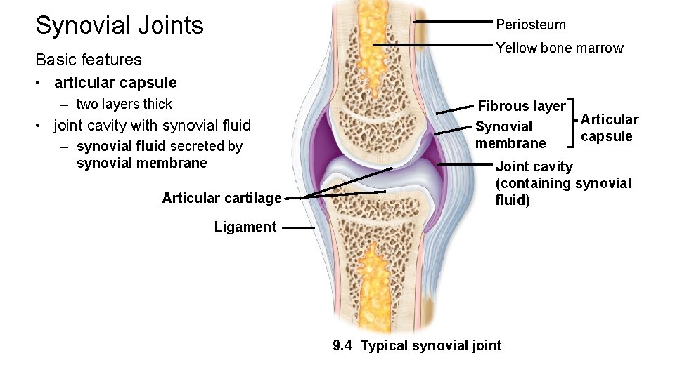 Synovial Joints Periosteum Yellow bone marrow Basic features • articular capsule – two layers