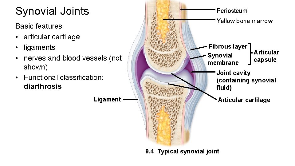 Synovial Joints Periosteum Basic features • articular cartilage • ligaments • nerves and blood