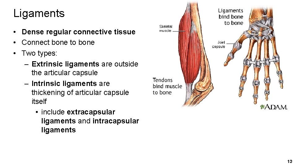 Ligaments • Dense regular connective tissue • Connect bone to bone • Two types: