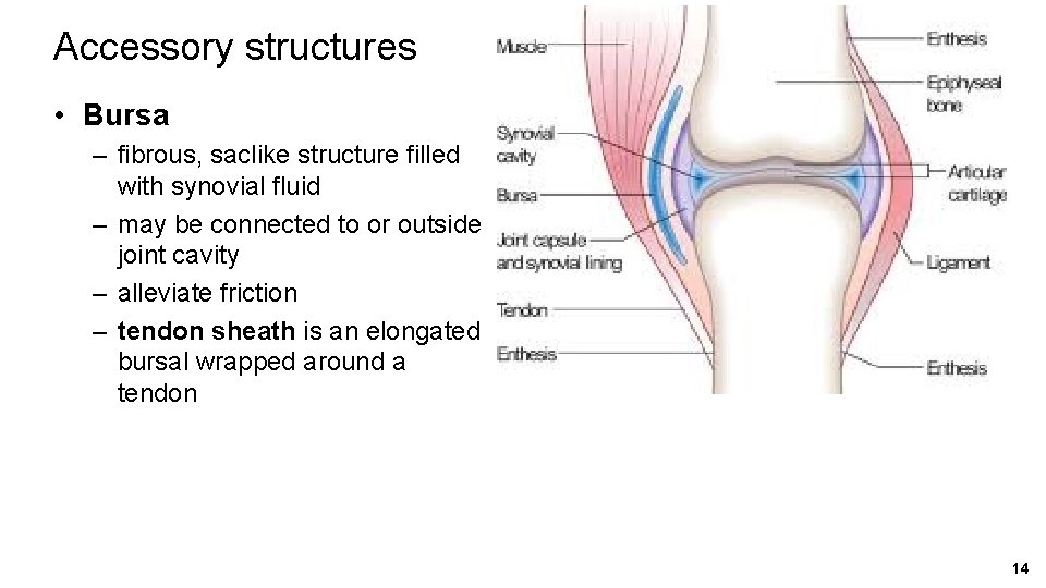 Accessory structures • Bursa – fibrous, saclike structure filled with synovial fluid – may