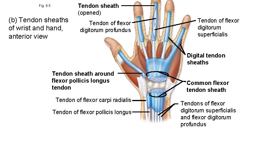 Fig. 9. 5 (b) Tendon sheaths of wrist and hand, anterior view Tendon sheath