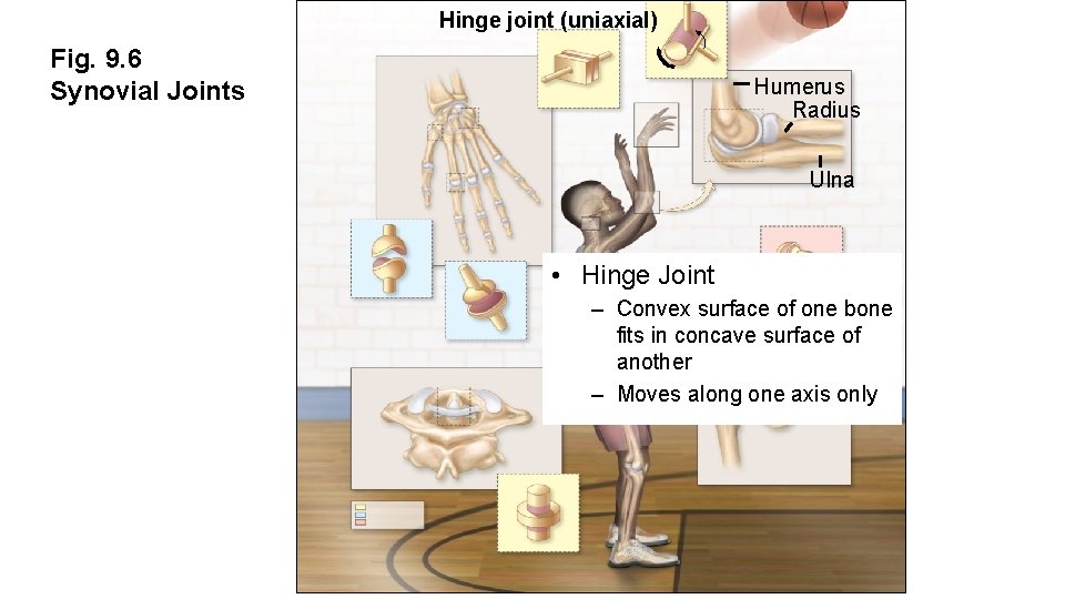 Hinge joint (uniaxial) Fig. 9. 6 Synovial Joints Humerus Radius Ulna • Hinge Joint