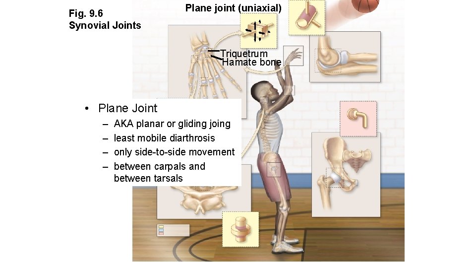 Fig. 9. 6 Synovial Joints Plane joint (uniaxial) Triquetrum Hamate bone • Plane Joint