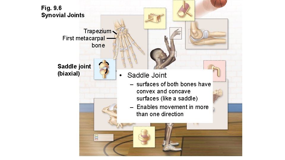 Fig. 9. 6 Synovial Joints Trapezium First metacarpal bone Saddle joint (biaxial) • Saddle